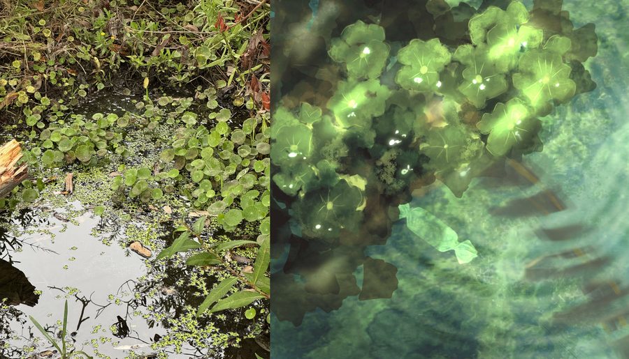Marsh pennywort — field reference photo next to the finished illustration