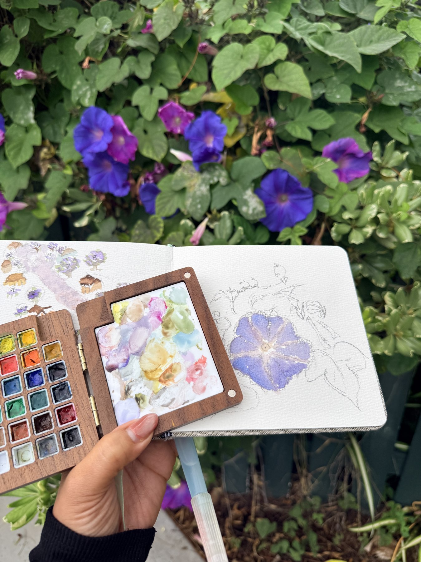 Painting a morning glory from life, palette and sketchbook in hand