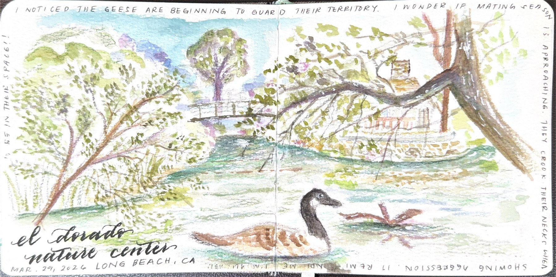 Watercolor field sketch — El Dorado Nature Center, Long Beach, Canada geese guarding their territory
