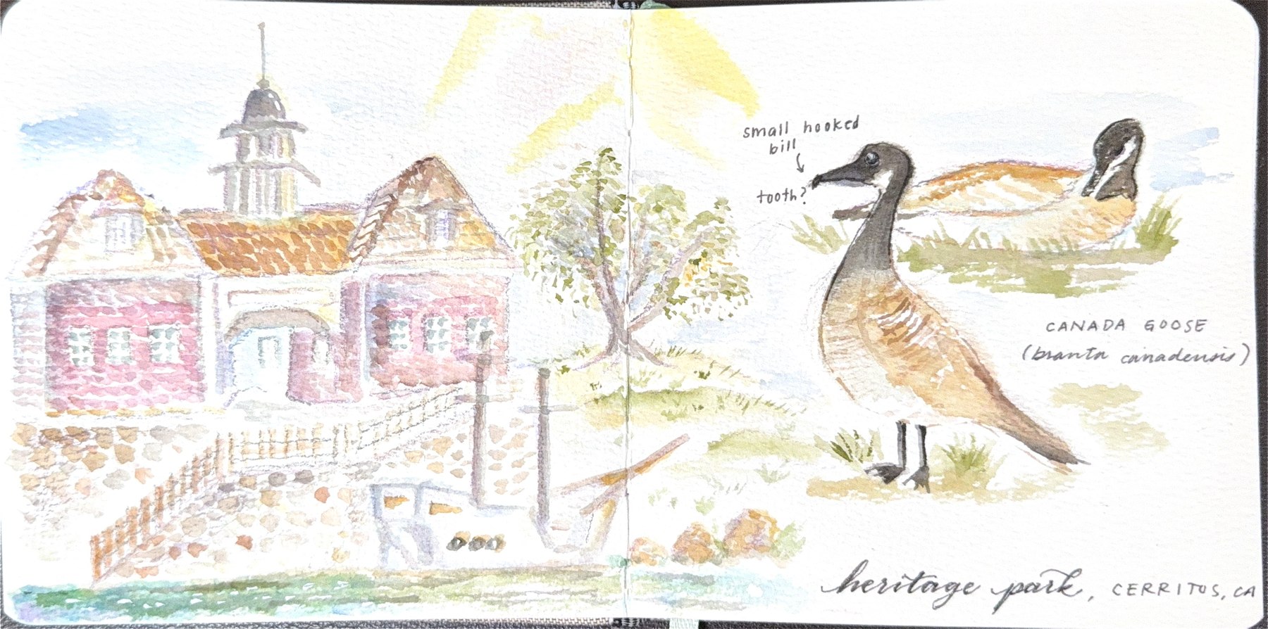 Watercolor field sketch — Heritage Park, Cerritos, with a Canada goose study