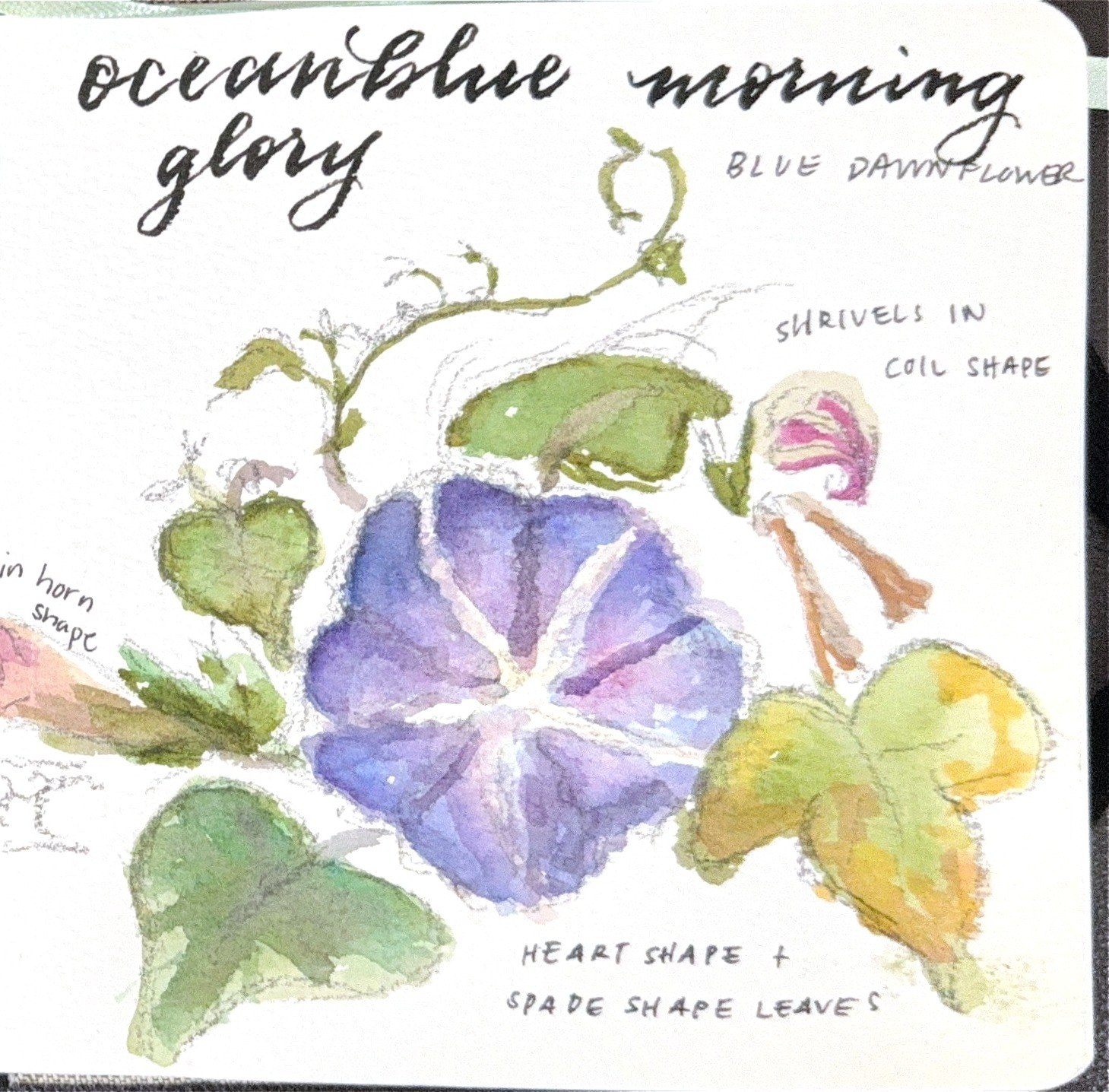 Watercolor study — Ocean Blue Morning Glory, heart and spade-shaped leaves