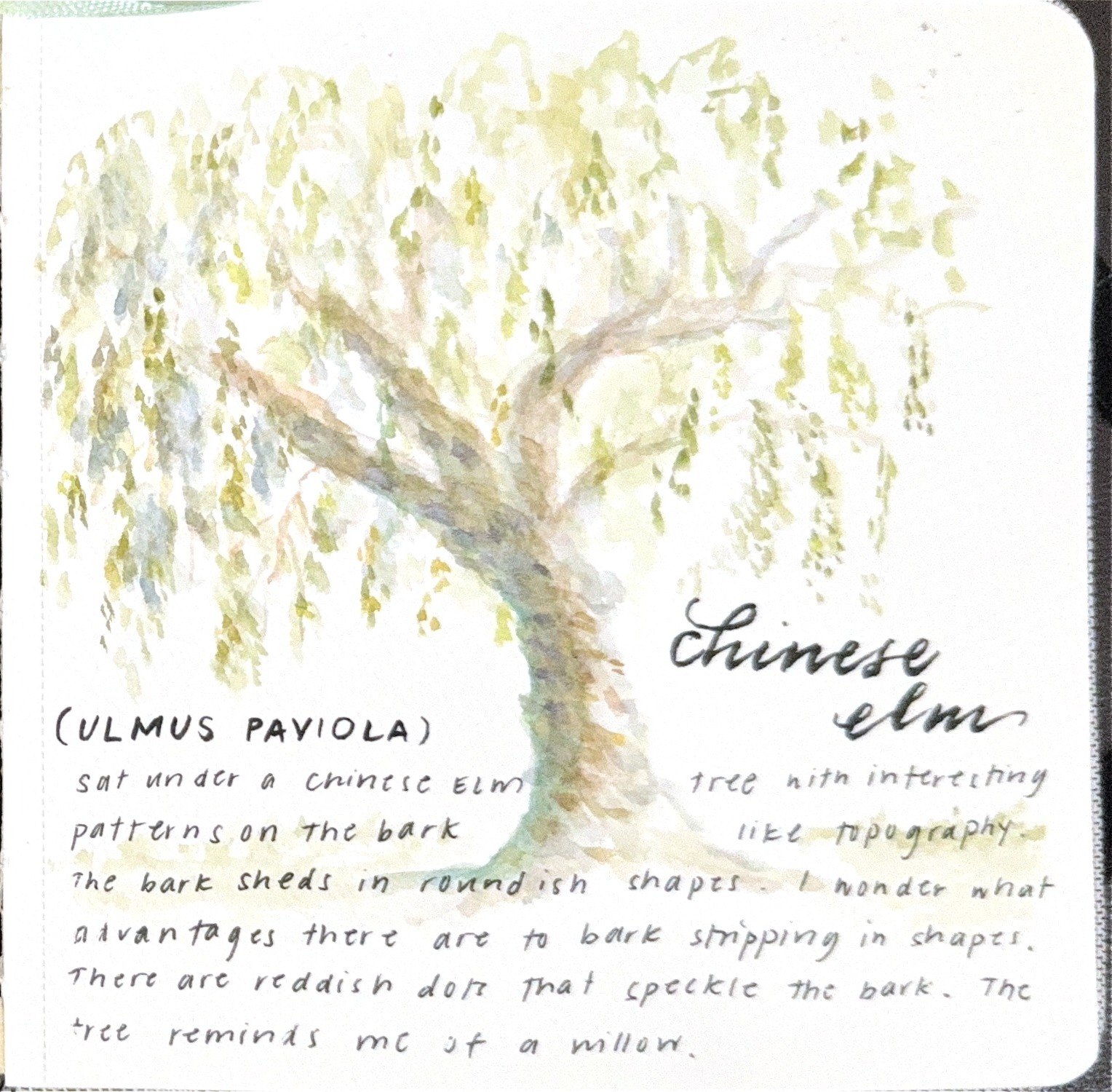 Watercolor study — a Chinese Elm tree, Lokker Park, Camarillo