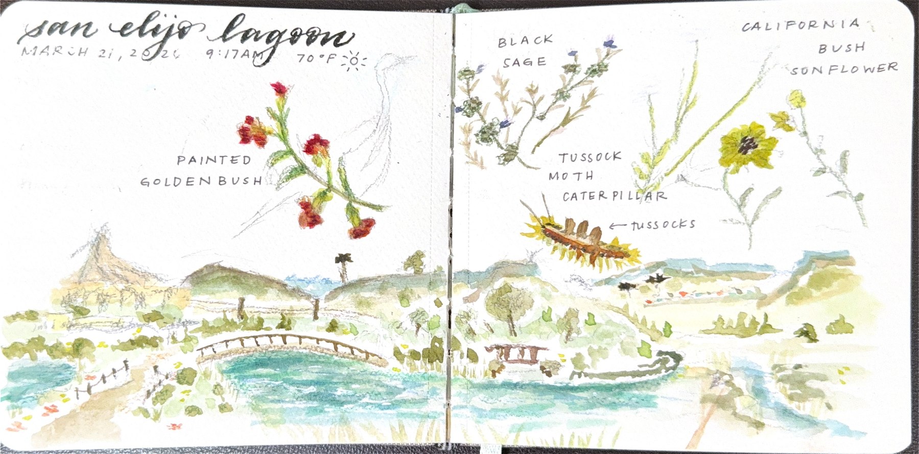 Watercolor field sketch — San Elijo Lagoon, painted golden bush and tussock moth caterpillar