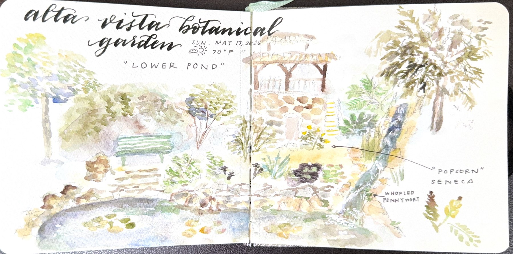 Watercolor field sketch — Alta Vista Botanical Garden, the lower pond